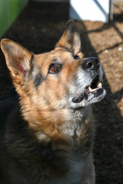 Leevi - süsser Senior sucht