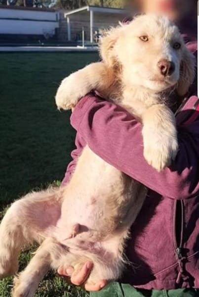 Rudolph ❤ sucht seine Menschen 😍