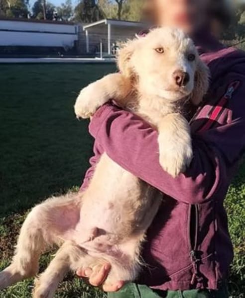 Rudolph ❤ sucht seine Menschen 😍