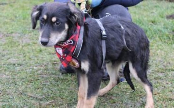 Priya - zuckersüßes, zartes Hundemädchen