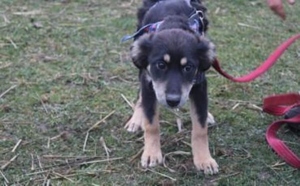 Priya - zuckersüßes, zartes Hundemädchen