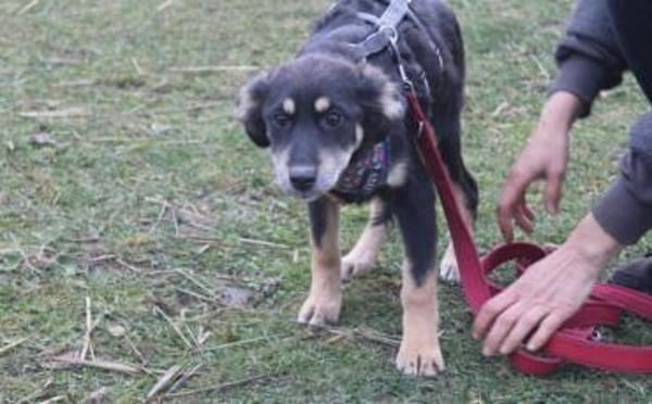 Priya - zuckersüßes, zartes Hundemädchen