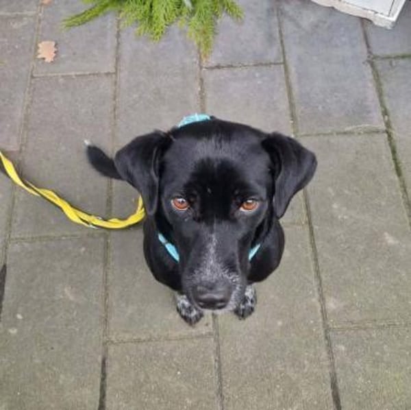 Marie  dein persönlicher Schatten.