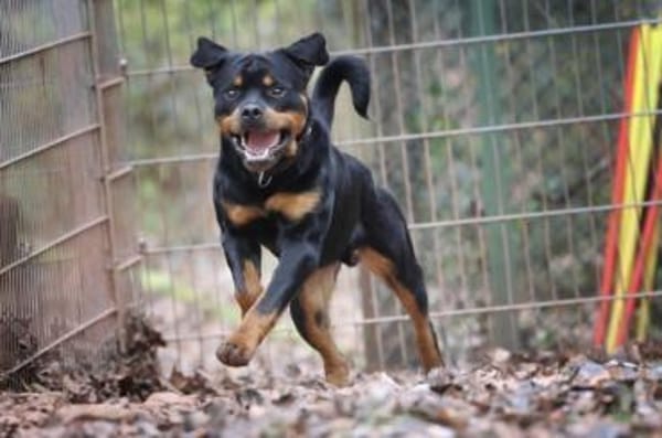 Ciro sucht ein beständiges Zuhause