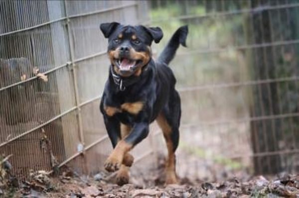 Ciro sucht ein beständiges Zuhause