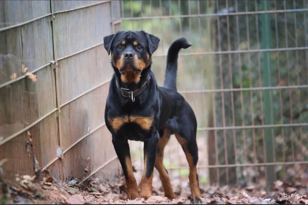 Ciro sucht ein beständiges Zuhause