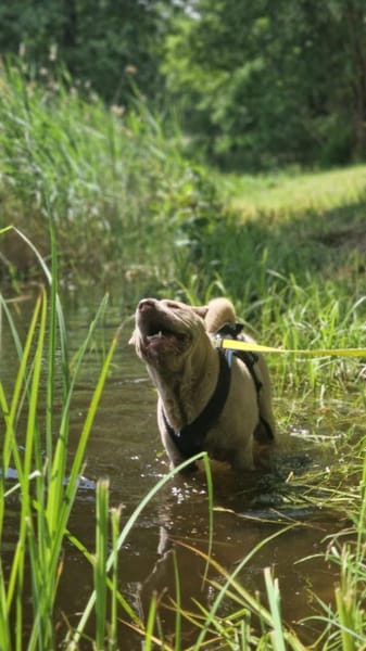 Daphne sucht ihr Traumschloss