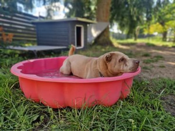 Daphne sucht ihr Traumschloss