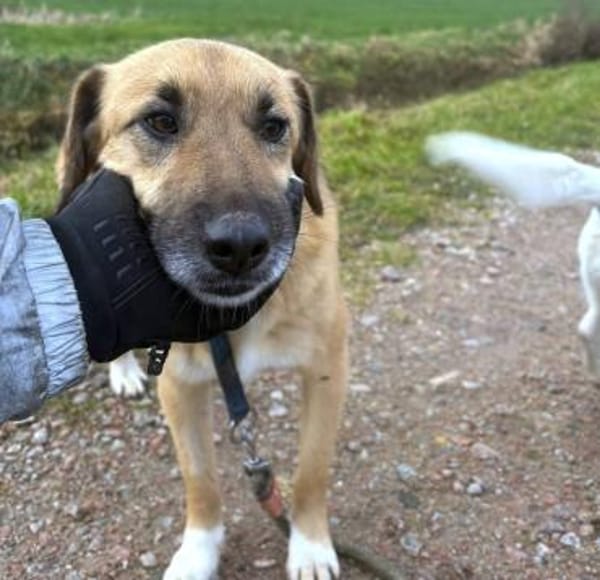 Stitch Familienhund, in DE 25746, Heide