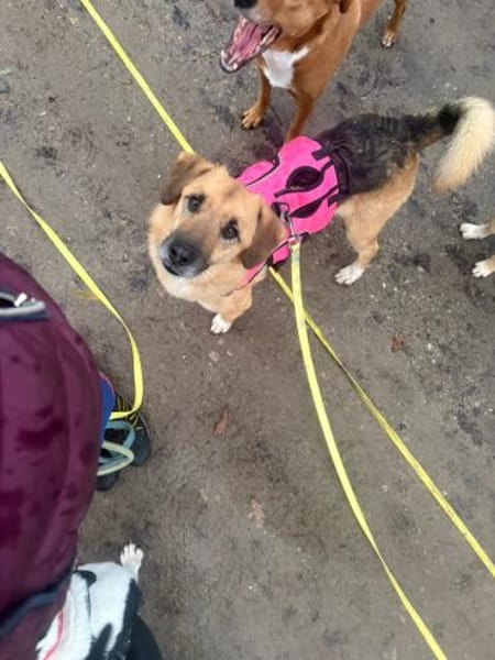 Stitch Familienhund, in DE 25746, Heide