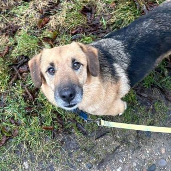 Stitch Familienhund, in DE 25746, Heide