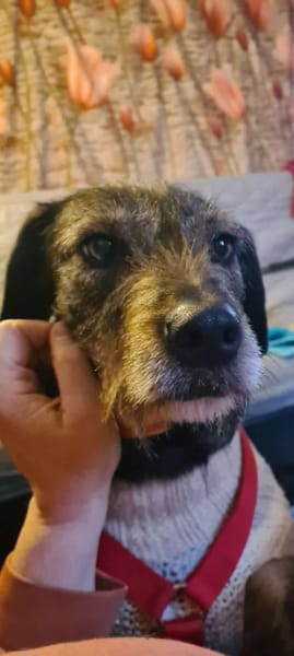 Lilly - freundliche Hündin sucht Familie