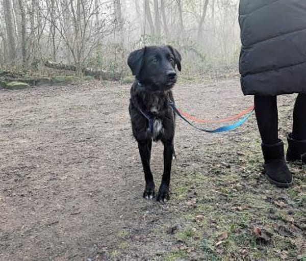 Tito  sensibler Kuschelfreund