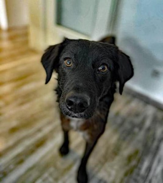 Tito  sensibler Kuschelfreund