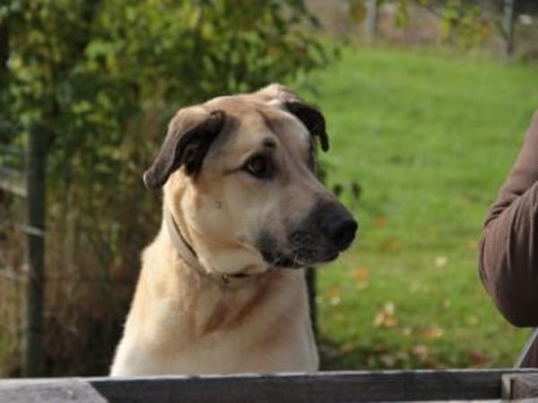 Balu- su. hundeerfahrene Menschen Video