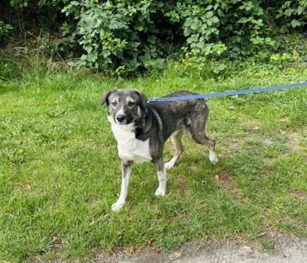 Wolf sucht sein Fürimmerzuhause