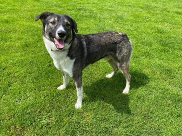 Wolf sucht sein Fürimmerzuhause