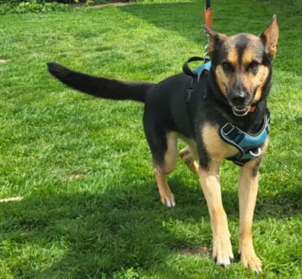 aktive Schäfermix-Hündin Zeena