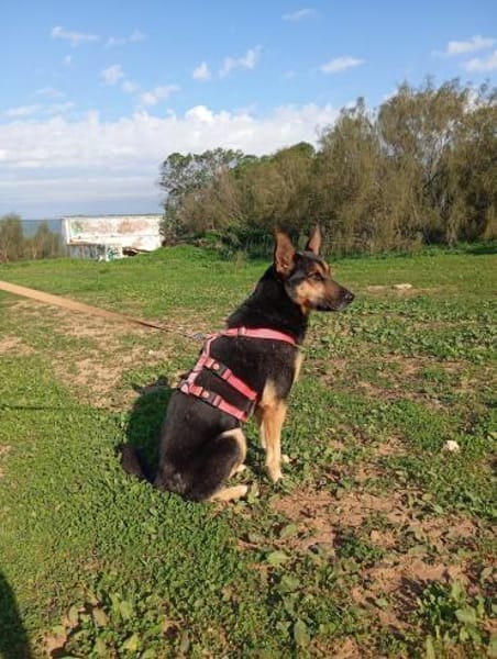 aktive Schäfermix-Hündin Zeena