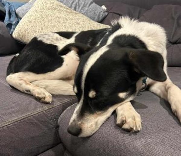 Murphy von kettenlos