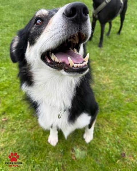 hübscher Border Collie Cuby sucht....