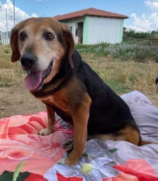 Lebensfrohe Handicap-Hündin Anna sucht