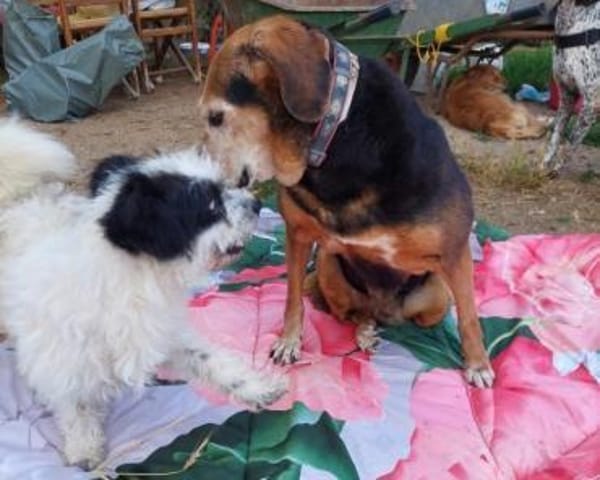 Lebensfrohe Handicap-Hündin Anna sucht