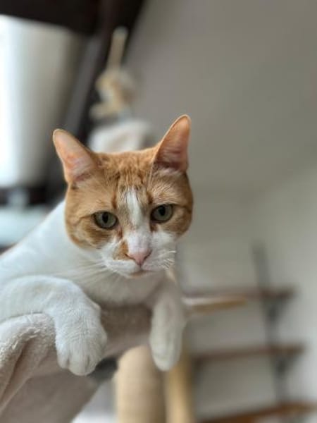 Liebenswerter Junior in Hockenheim (ALM)