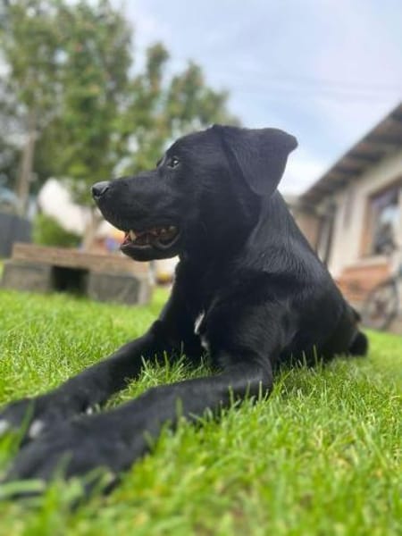 Milo katzenverträglicher Mischling Rüde