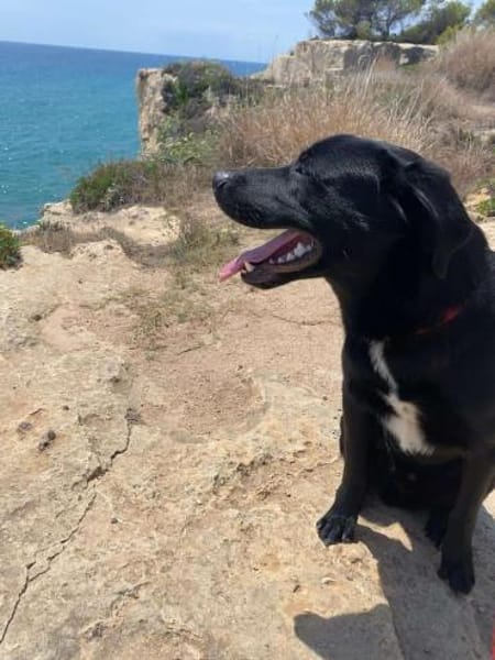 Milo katzenverträglicher Mischling Rüde