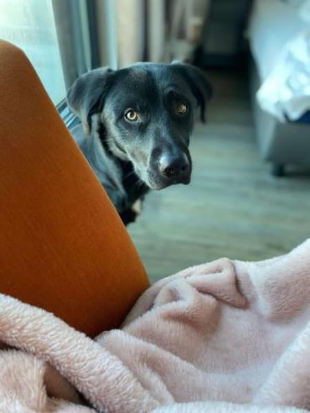 Milo katzenverträglicher Mischling Rüde