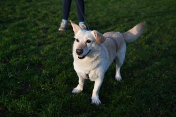 Luna  Sonnenschein sucht Familie🌞