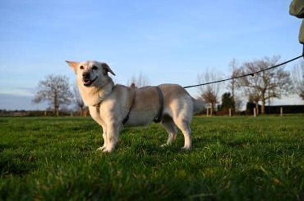 Luna  Sonnenschein sucht Familie🌞