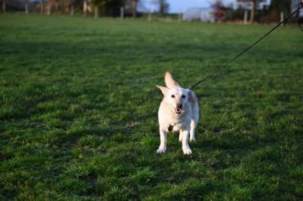 Luna  Sonnenschein sucht Familie🌞