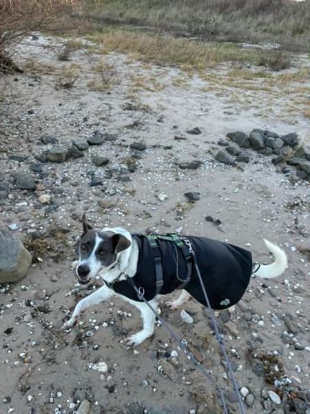 Grey sucht ihr Zuhause