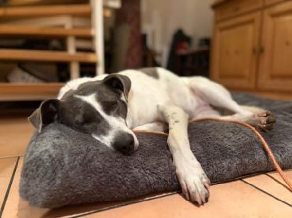 Grey sucht ihr Zuhause