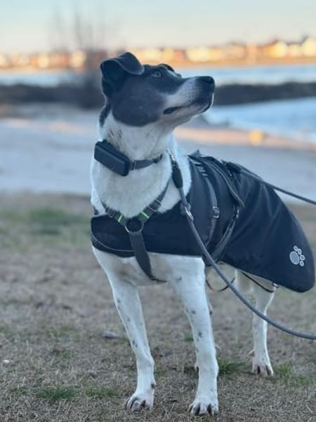 Grey sucht ihr Zuhause