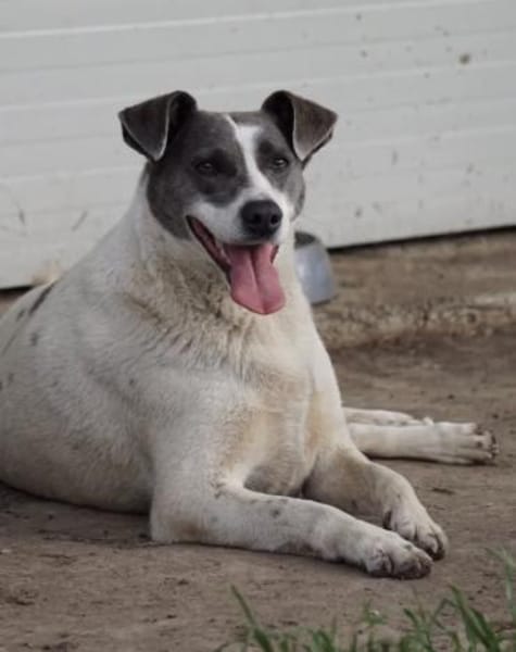 Grey sucht ihr Zuhause