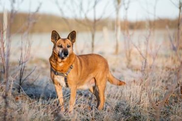 Mila - Seniorin sucht Streichler