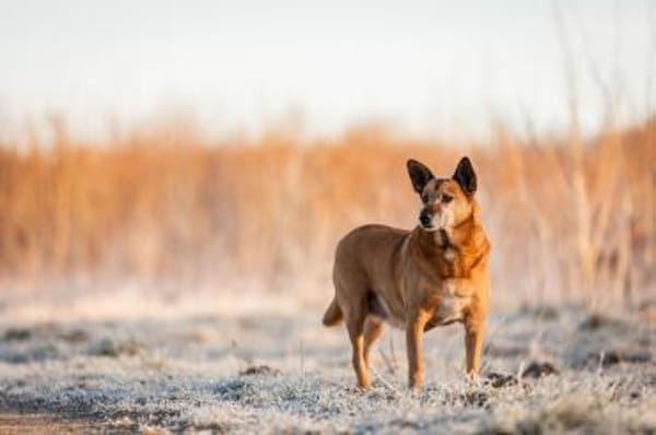 Mila - Seniorin sucht Streichler