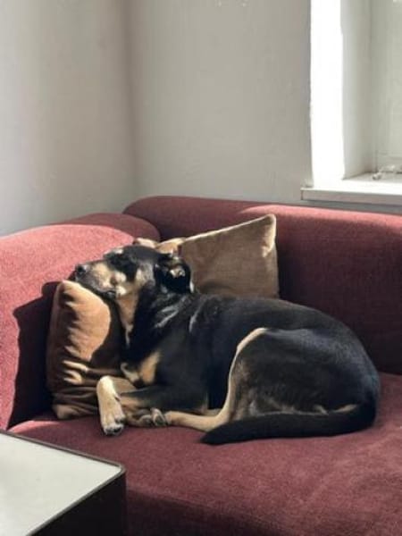 Axel - sanfter Familienhund