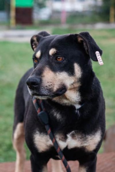 Axel - sanfter Familienhund