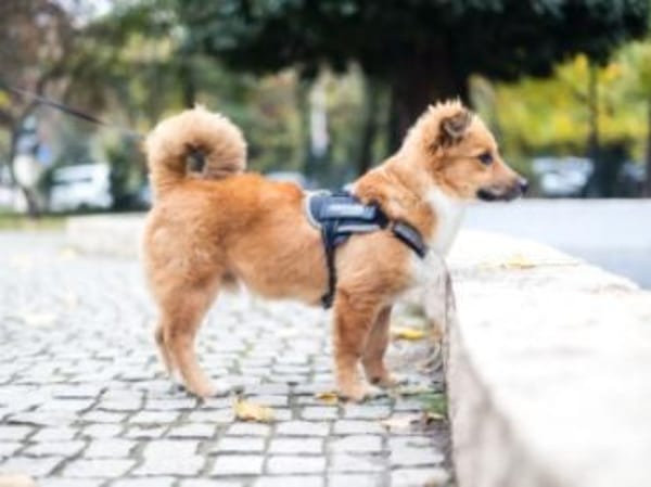 Tomby-liebevoll und verspielt