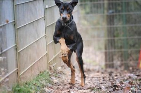 Zeus sucht rasseerfahrene Menschen