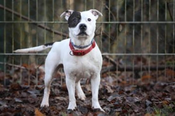 Dragosch sucht ein Zuhause