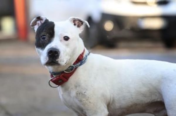 Dragosch sucht ein Zuhause