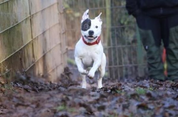 Dragosch sucht ein Zuhause