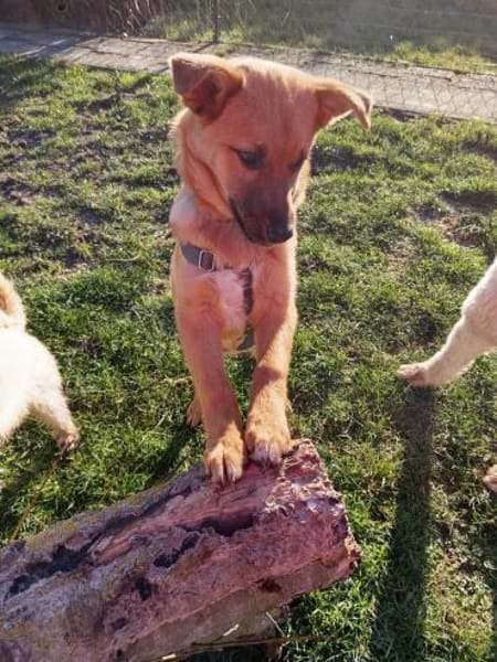 Pauli sucht sein Zuhause