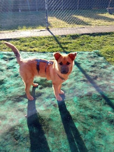 Pauli sucht sein Zuhause