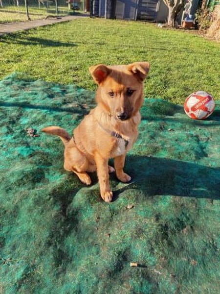 Pauli sucht sein Zuhause